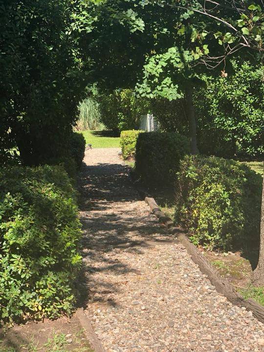 Camino entre los árboles